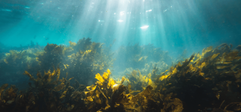Turning the world's largest seaweed bloom into useful products