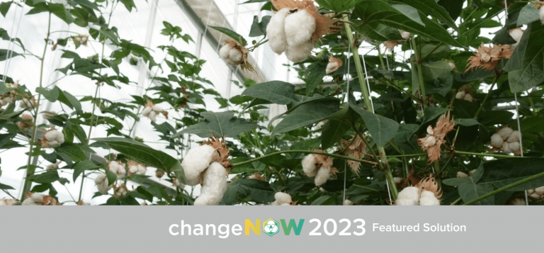 Creating a future-proofed cotton supply chain